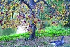 10.-Ekim