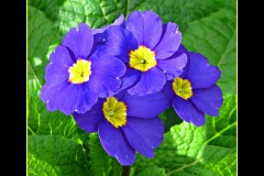 7.-Nisan