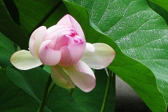 4.-Nisan