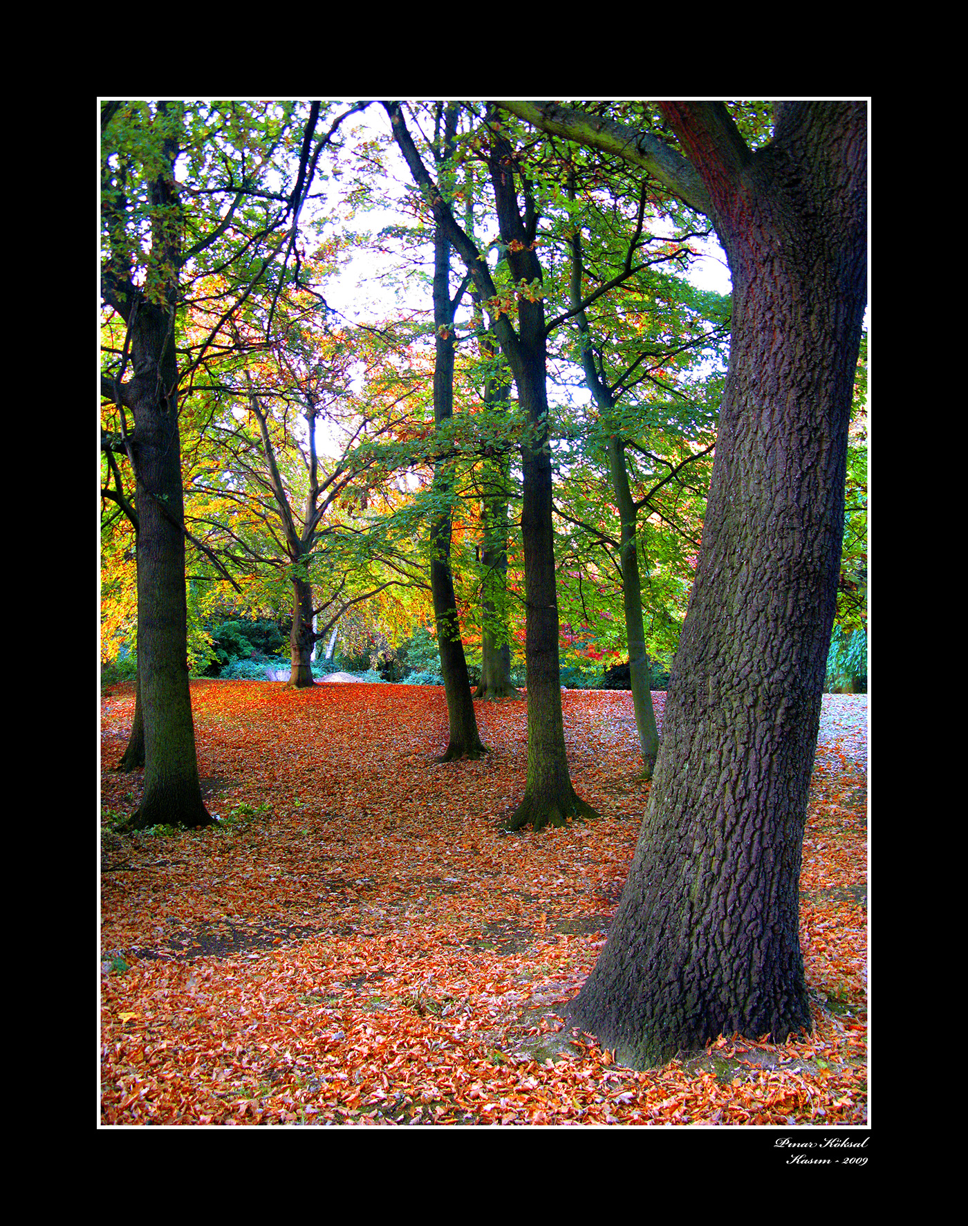 Düşen Yapraklar, Holland Park, Londra, Kasım 2009